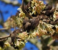 Sycoparrotia semidecidua - Schijnparrotia - 3