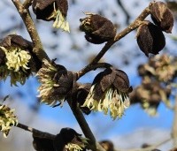 Sycoparrotia semidecidua - Schijnparrotia - 2