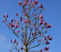 Magnolia 'Ricki' - Magnolia 'Ricki' - 1