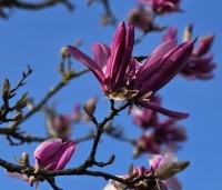 Magnolia 'Ricki' - Magnolia 'Ricki' - 2