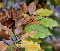 Fagus sylvatica - Groene beuk - herfstverkleuringen