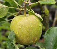 Malus dom. 'Golden Delicious' - Malus dom. 'Golden Delicious' - 1