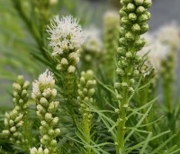 Liatris spicata 'Alba' - Lampenpoetser wit - 2