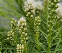 Liatris spicata 'Alba' - Lampenpoetser wit - 1