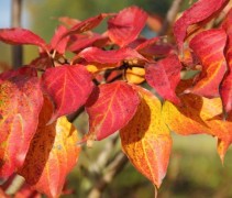 Cornus kousa Venus