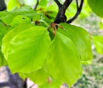 Fagus sylvatica 'Zlatia'