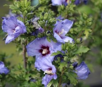 Hibiscus syriacus 'Oiseau Blue'