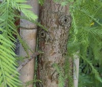 Taxodium distichum 'Shawnee Brave' - Moerascypres - 1