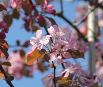 Malus Neville Copeman bloesem