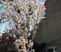 Prunus serrulata Amanogawa