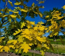 Quercus 'Boltes Gold'