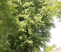 Zilveresdoorn volwassen boom