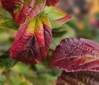 Parrotia persica 'Persian Spire' - Perzisch IJzerhout 'Persian Spire' - herfstkleuren