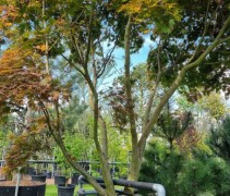 Acer palmatum 'Masu-kagami'