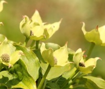 Cornus kousa 'Schmetterling' 
