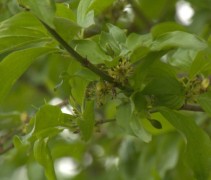 Cornus mas