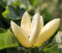 Magnolia x Brooklynensis 'Yellow Bird' - Magnolia 'Yellow Bird' - 1