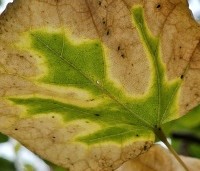 Cercis siliquastrum - Judasboom - 2