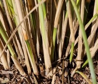 Panicum virgatum 'Northwind' - Vingergras 'Northwind' - november 2024