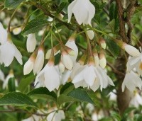 Styrax japonicus - Storaxboom - 1