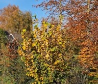 Corylus avellana - Gewone hazelaar - 3