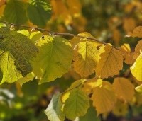 Corylus avellana - Gewone hazelaar - herfst