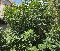 Prunus lusitanica 'Angustifolia' - Portugese laurier - 3
