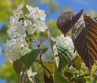 Viburnum plicatum 'Popcorn' - Japanse Sneeuwbal 'Popcorn' - 1