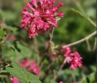 Ribes sanguineum 'King Edward VII' - Ribes 'King Edward VII' - 1