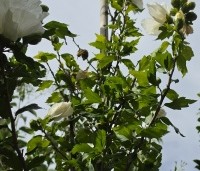 Hibiscus syriacus 'White Chiffon' - Opgaande Hibiscus met witte bloei - 6