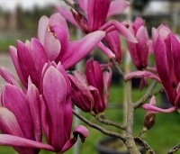 Magnolia 'Royal Crown' - Magnolia 'Royal Crown' - kleurnuance