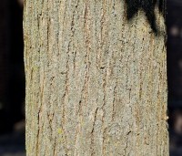 Sophora japonica - Honingboom - 3