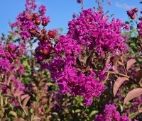 Lagerstroemia indica 'Benoit' - Paarsrode Indische Sering - 1