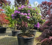 Rhododendron 'Catawbiense Boursault'  - Rododendron 'Catawbiense Boursault'  - 2