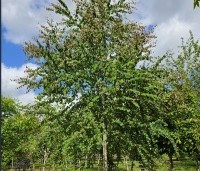 Cercidiphyllum japonicum  - Katsuraboom - juni 2026