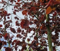 Corylus maxima 'Purpurea' - Roodbladige hazelnoot - 3