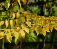 Gymnocladus dioica - Doodsbeenderenboom - 7