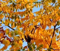 Gymnocladus dioica - Doodsbeenderenboom - 8