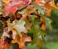 Quercus palustris - Moeraseik - 1