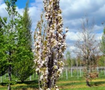 Prunus Amanogawa