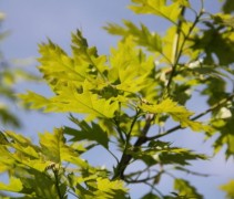 Quercus palustris 