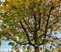 Sycoparrotia