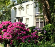 Rhododendron 'Nova Zembla'