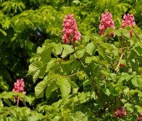 Aesculus x carnea 'Briotii'  - Rode Paardenkastanje - 1