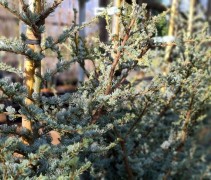 Cedrus libani 'Silberspitz'