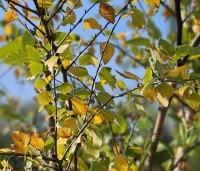 Betula nigra - Zwarte berk - 3