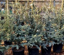Cedrus libani 'Silberspitz'