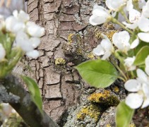 Pyrus communis stam