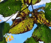 Tilia cordata