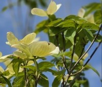 Cornus x rutban 'Aurora' - Kornoelje 'Aurora' - 1